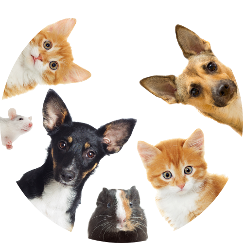 Pets